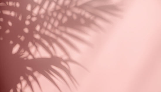 Blurred shadow from palm leaves on the pink wall. Abstract background for product presentation.