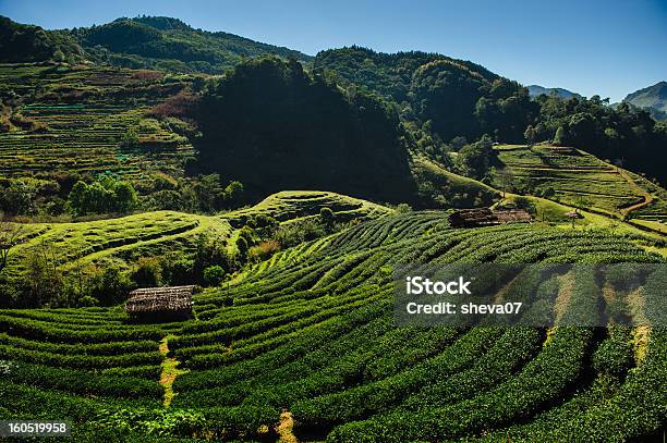 Té Farm Foto de stock y más banco de imágenes de Agricultura - Agricultura, Aire libre, Ajardinado