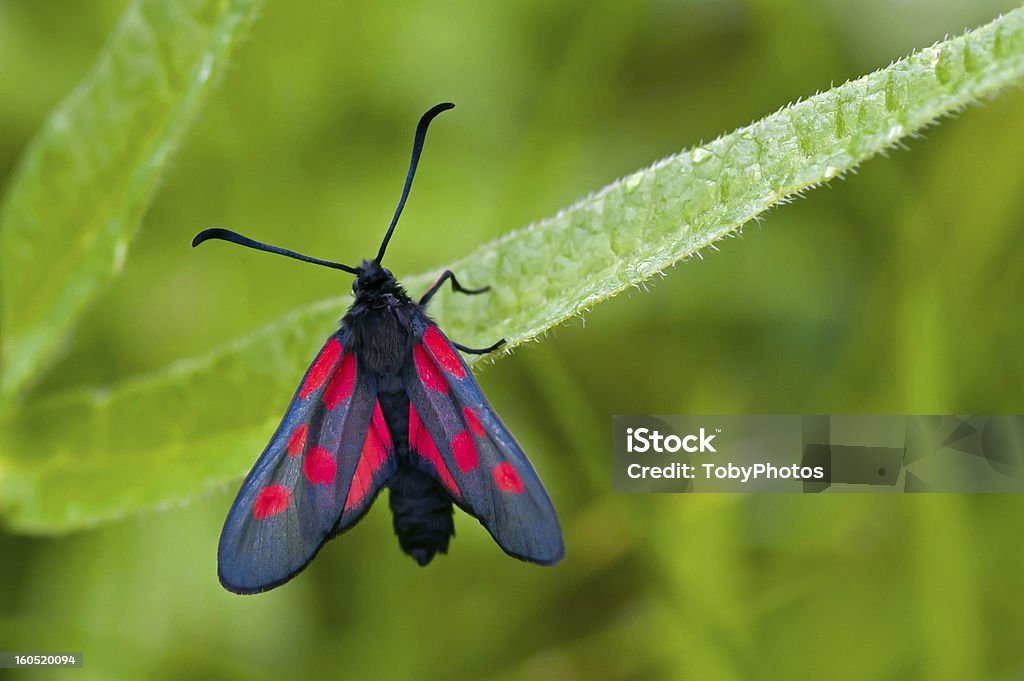 이 세폭-시에라마드레 5-Spot 버넷 (Zygaena lonicerae) - 로열티 프리 검은색 스톡 사진