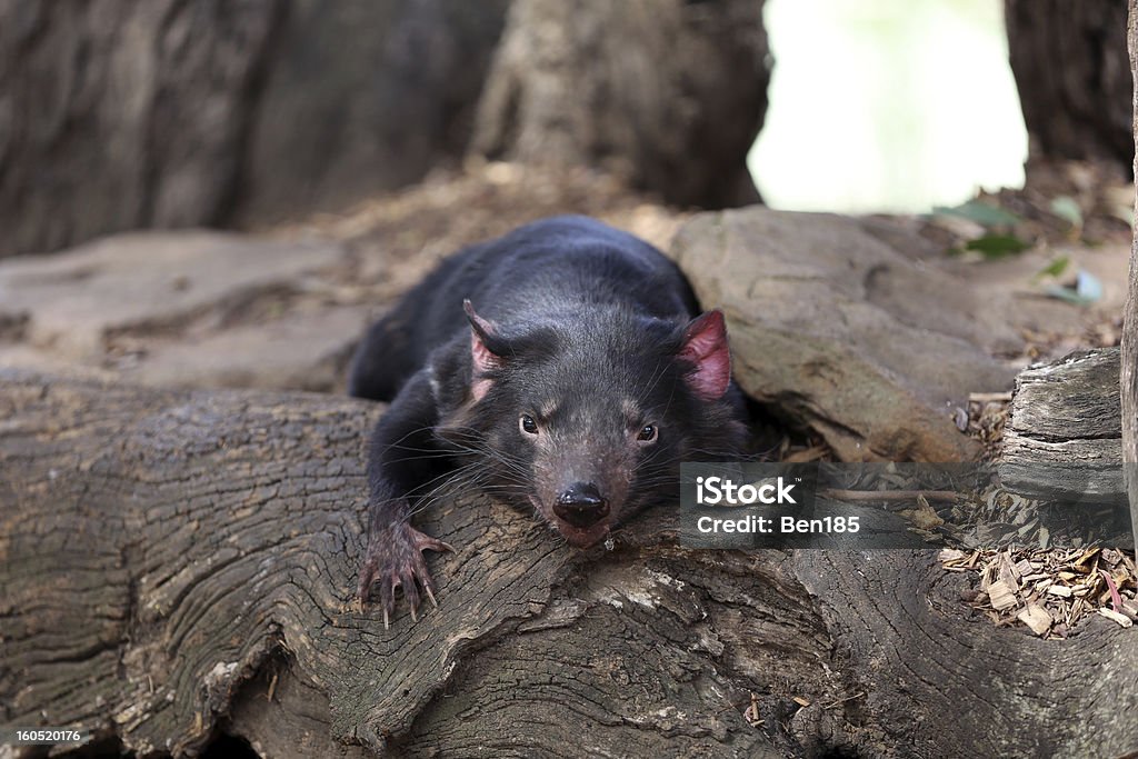Tasmanian Devil Tasmanian Devil (Sarcophilus harrisii) Animal Stock Photo