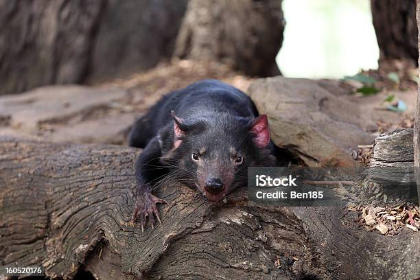 Tasmanian Devil Stock Photo - Download Image Now - Animal, Animal Wildlife, Australia