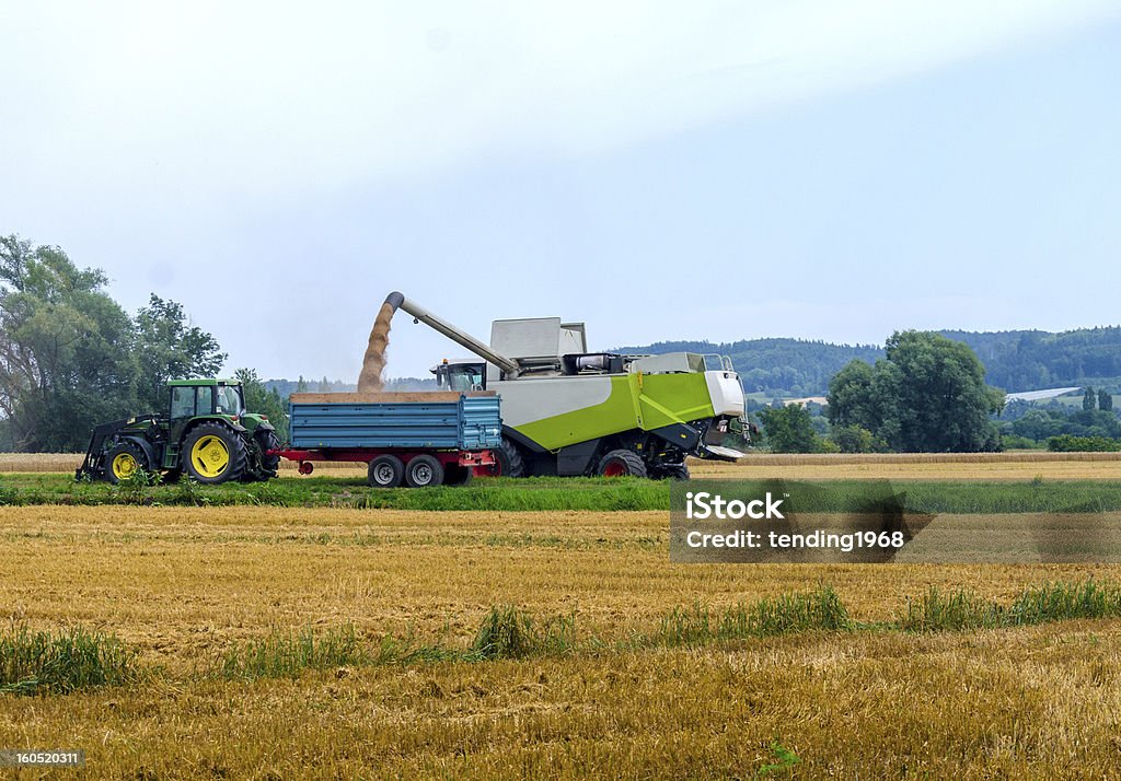 La cosecha - Foto de stock de Agricultura libre de derechos