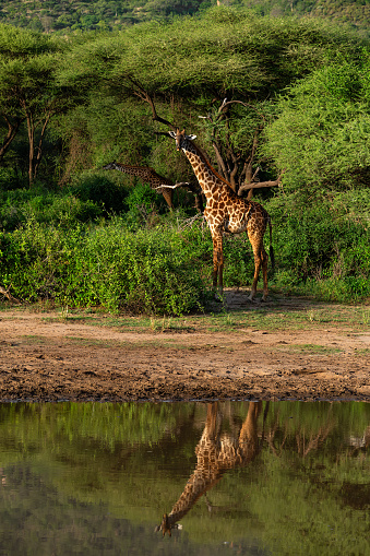 Giraffes in Wildlife.