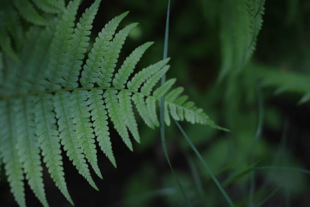 istock green fern plant 1605210775