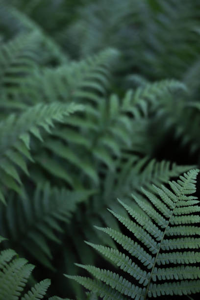 istock green fern plant 1605210778