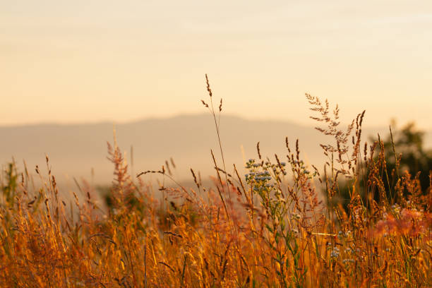 istock Orange sunset on a field with mountains. 1605215788