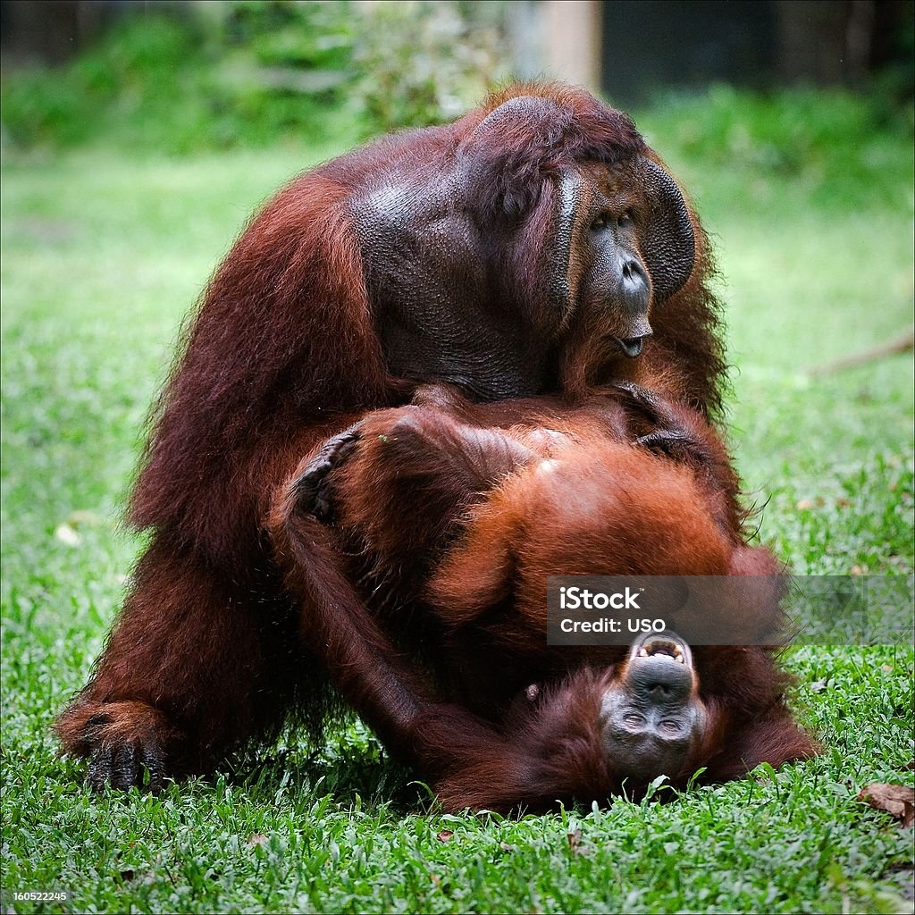 Orangután amor. El acoplamiento. - Foto de stock de Apareamiento libre de derechos