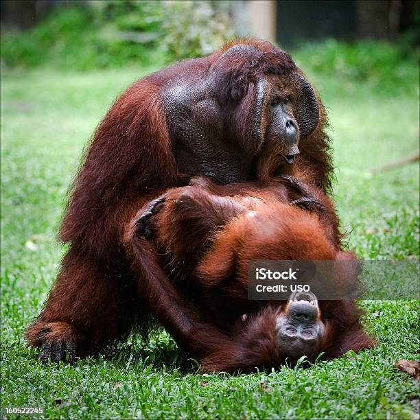 Orangután Amor El Acoplamiento Foto de stock y más banco de imágenes de Apareamiento - Apareamiento, Orangután, Abstracto