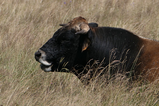 A bull on the Aubrac plateau, around Saint-Urcize, Cantal