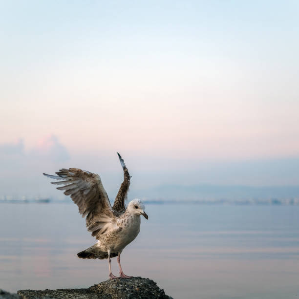 seagull on the beach in the city
