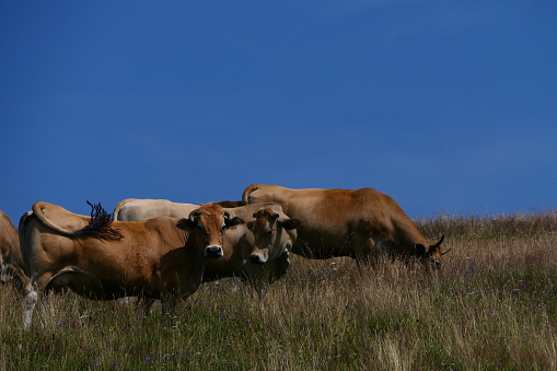 Herd of cows on the Aubrac plateau, around Saint-Urcize, Canta