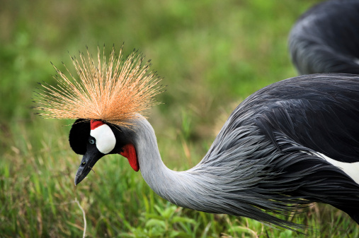 The beautiful crowned crane bends down and  brightly green grass. A crowned crane. The Black Crowned Crane (Balearica pavonina)