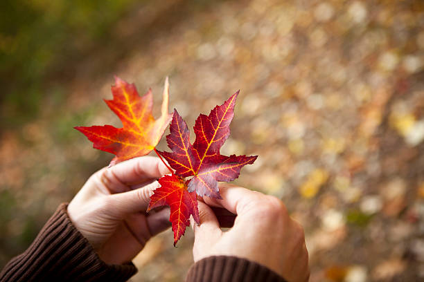 손을 쥠 가을 낙엽 스톡 사진