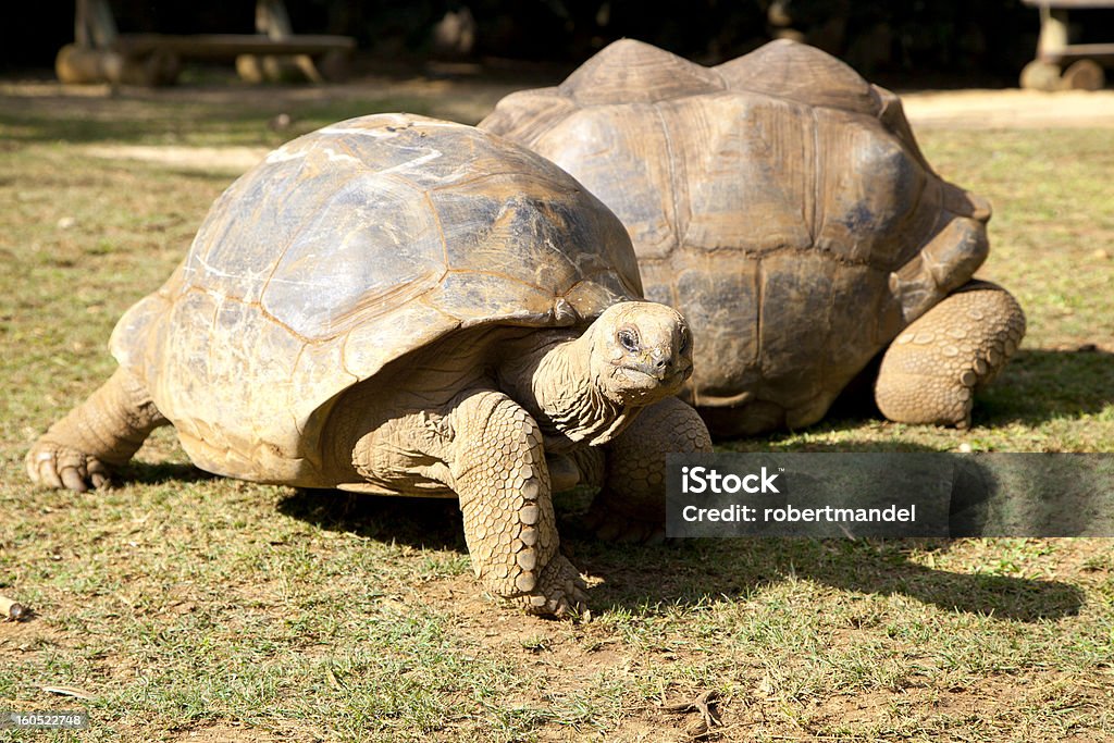 Schildkröten - Lizenzfrei Fotografie Stock-Foto