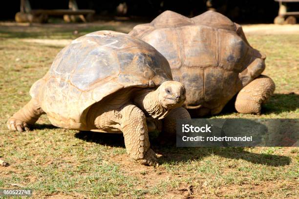 Schildkröten Stockfoto und mehr Bilder von Fotografie - Fotografie, Horizontal, Insel