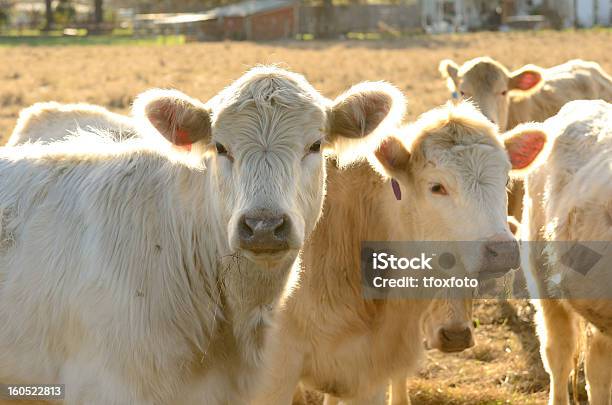 Angus Cross - Fotografie stock e altre immagini di Agricoltura - Agricoltura, Ambientazione esterna, Animale