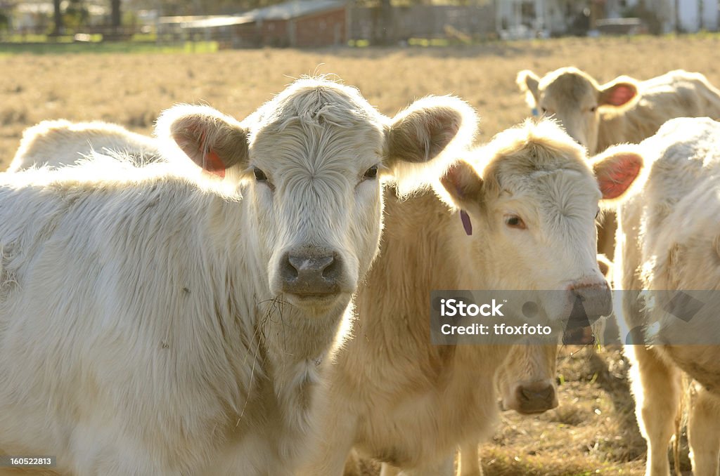 Ангус крест - Стоковые фото Абердин-ангусский скот роялти-фри