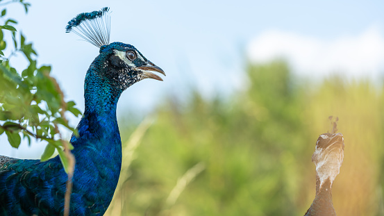 Close-up of an Indian peafowl in nature