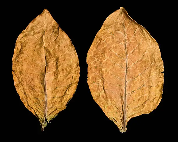 dry leaf tobacco closeup on the black background