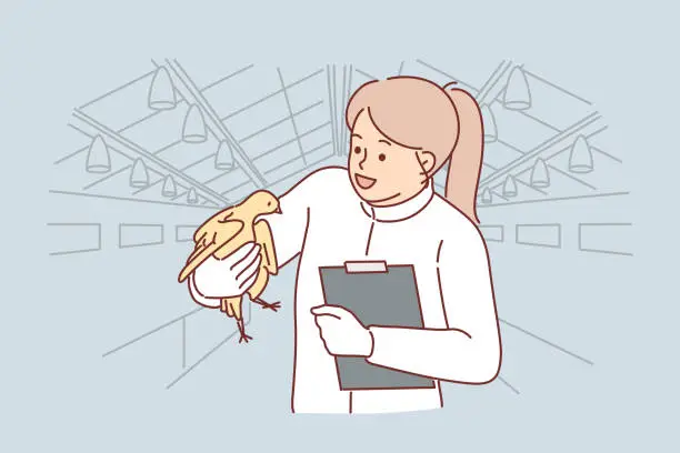 Vector illustration of Woman veterinarian with chicken in hands works at poultry farm checking chickens for infections