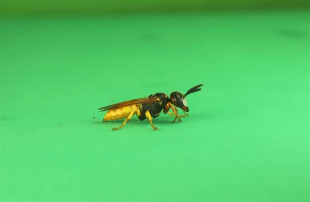 istock European beewolf (Philanthus triangulum) isolated a green background.It's also called a Bee-wolf.Bee-killer wasp cleaning its self.Solitary wasps.Insects, insect. 1605241015