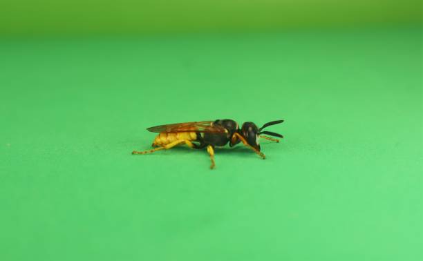 istock European beewolf (Philanthus triangulum) isolated a green background.
It's also called a Bee-wolf.
Bee-killer wasp cleaning its self.
Solitary wasps.
Insects, insect. 1605241016