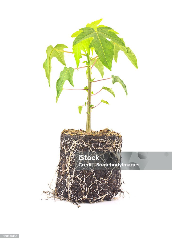 Papaya Roots Image Papaya Plants To See The Root Stock Photo - Download Image Now - Cut ...