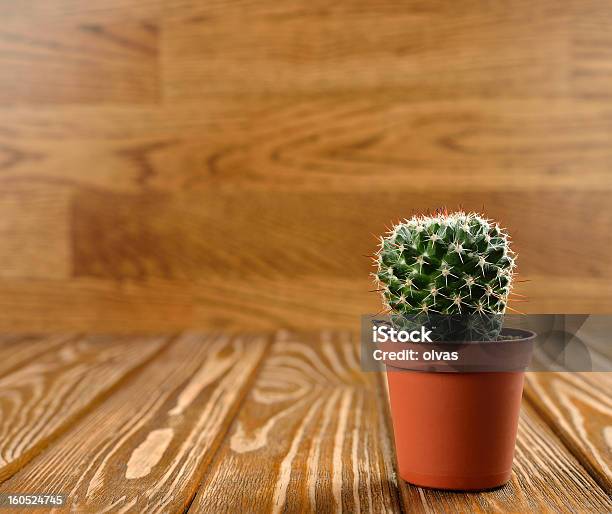 Cactus Su Uno Sfondo Marrone - Fotografie stock e altre immagini di Cactus - Cactus, Composizione orizzontale, Fotografia - Immagine