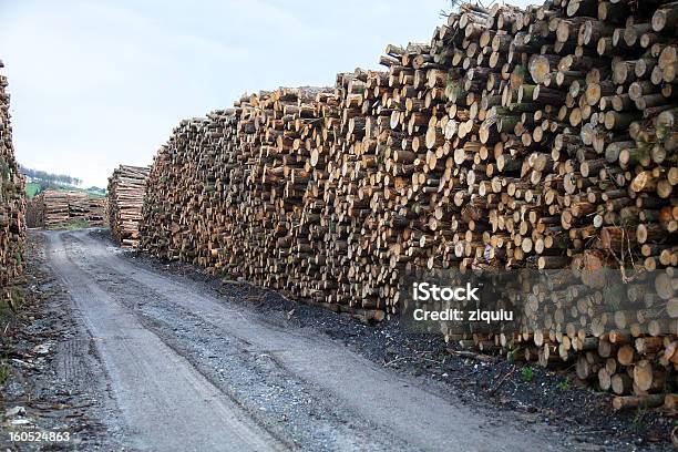 Szyby Wycięte - zdjęcia stockowe i więcej obrazów Bez ludzi - Bez ludzi, Brązowy, Drzewo