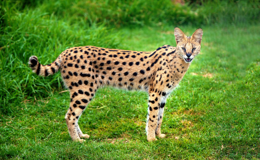 An alert serval cat fixes its eyes and ears on a central point.