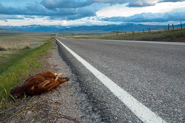 Kurczak martwe na stronie road – zdjęcie