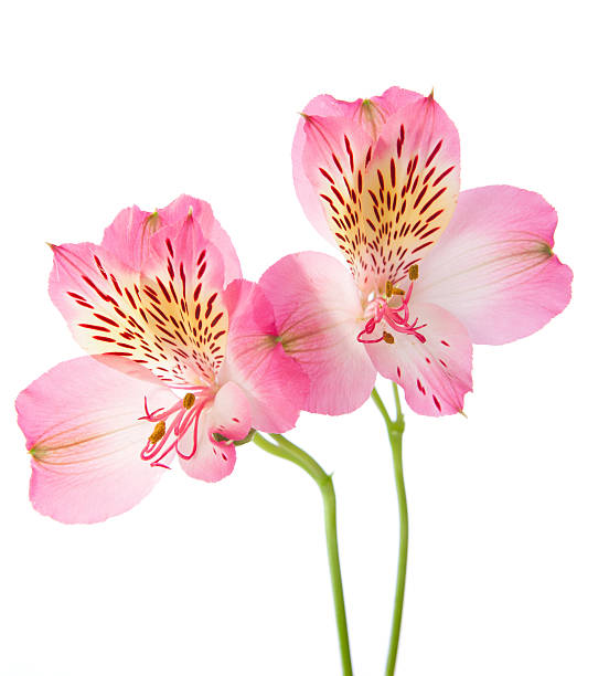 istock Alstroemeria flowers 160525627