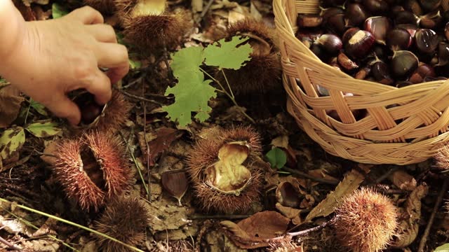Female hand is picking brown chestnuts in wicker basket in the forest