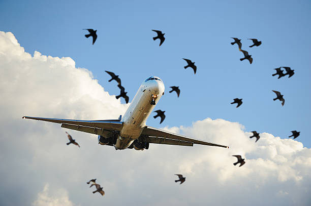 Sunlit airplane taking off, birds close up Flock of doves an plane taking off airplane crash photos stock pictures, royalty-free photos & images