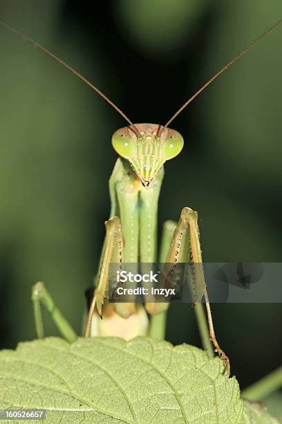 Mantis Religiosa Foto de stock y más banco de imágenes de Aire libre - Aire libre, Animal, Animales salvajes