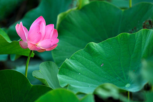 Lotus Flower Stock Photo - Download Image Now - Beauty In Nature, Cut Out,  Elegance - iStock