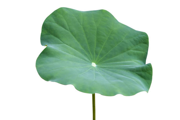 istock Lotus leaf Isolate collection of white background 1605267523