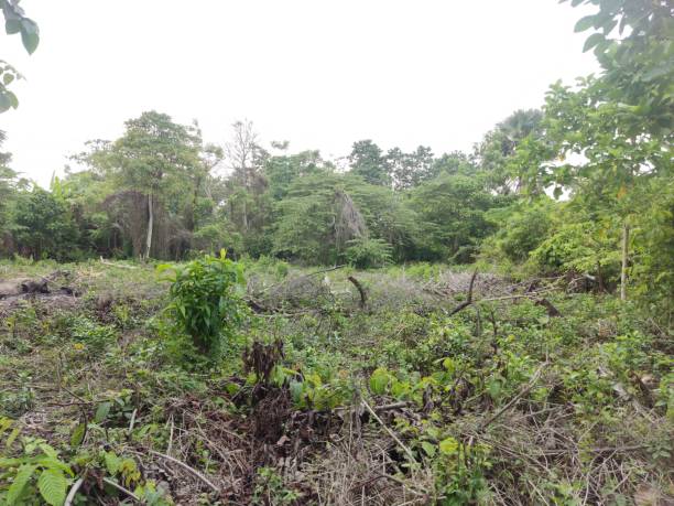 istock Felling trees and trimming grass on the plantation. 1605276241