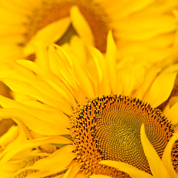 Sonnenblumen – Foto