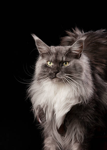 Maine Coon – zdjęcie