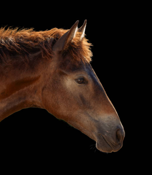 istock Abstract Horse Head in Studio on a Black Background 1605283145