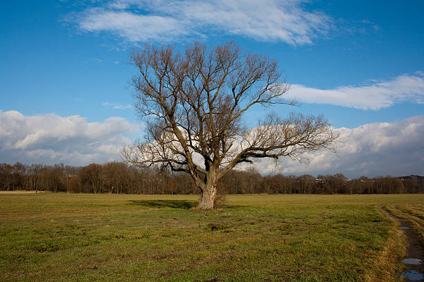 lone tree stock photo