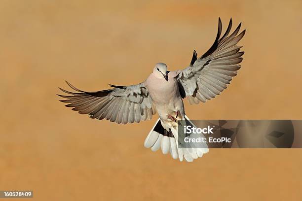 Cape Turtle Dove In Flight Stock Photo - Download Image Now - Turtle Dove, Desert Area, Flying