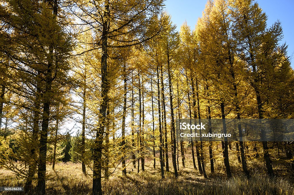 Árboles de pino en el otoño - Foto de stock de Aire libre libre de derechos