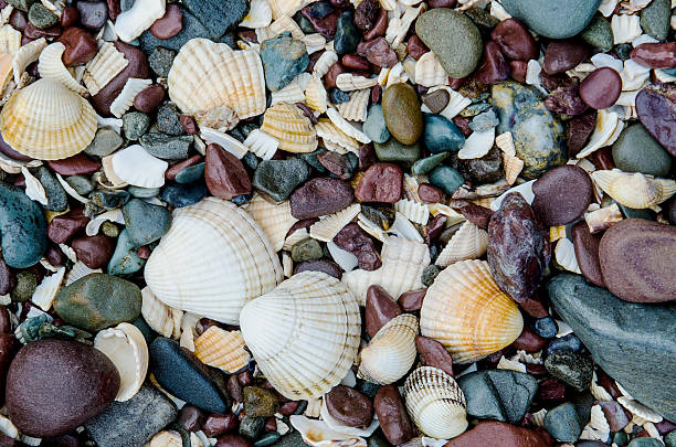 shells and pebbles on a beach stock photo