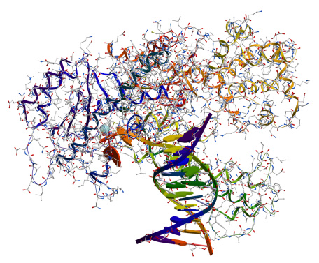 ADN polimerasa I. photo