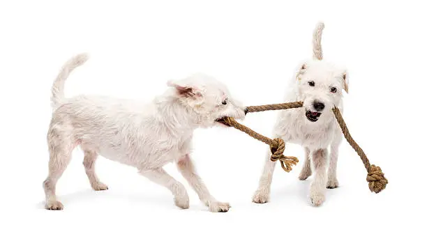 Photo of Parson Russell terriers playing with a rope against white background