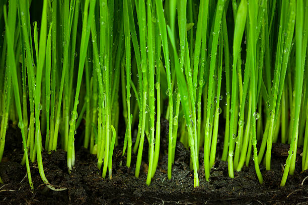 istock Grass and Soil / Organic Agriculture Background 160530009