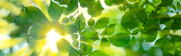 istock sunshine leaves banner 1605309314