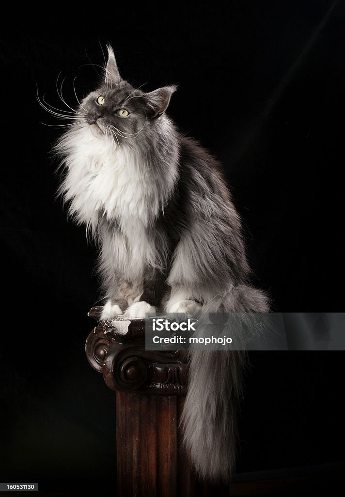 Smokey Maine Coon Portrait of a Smokey Maine Coon cat.. Domestic Cat Stock Photo